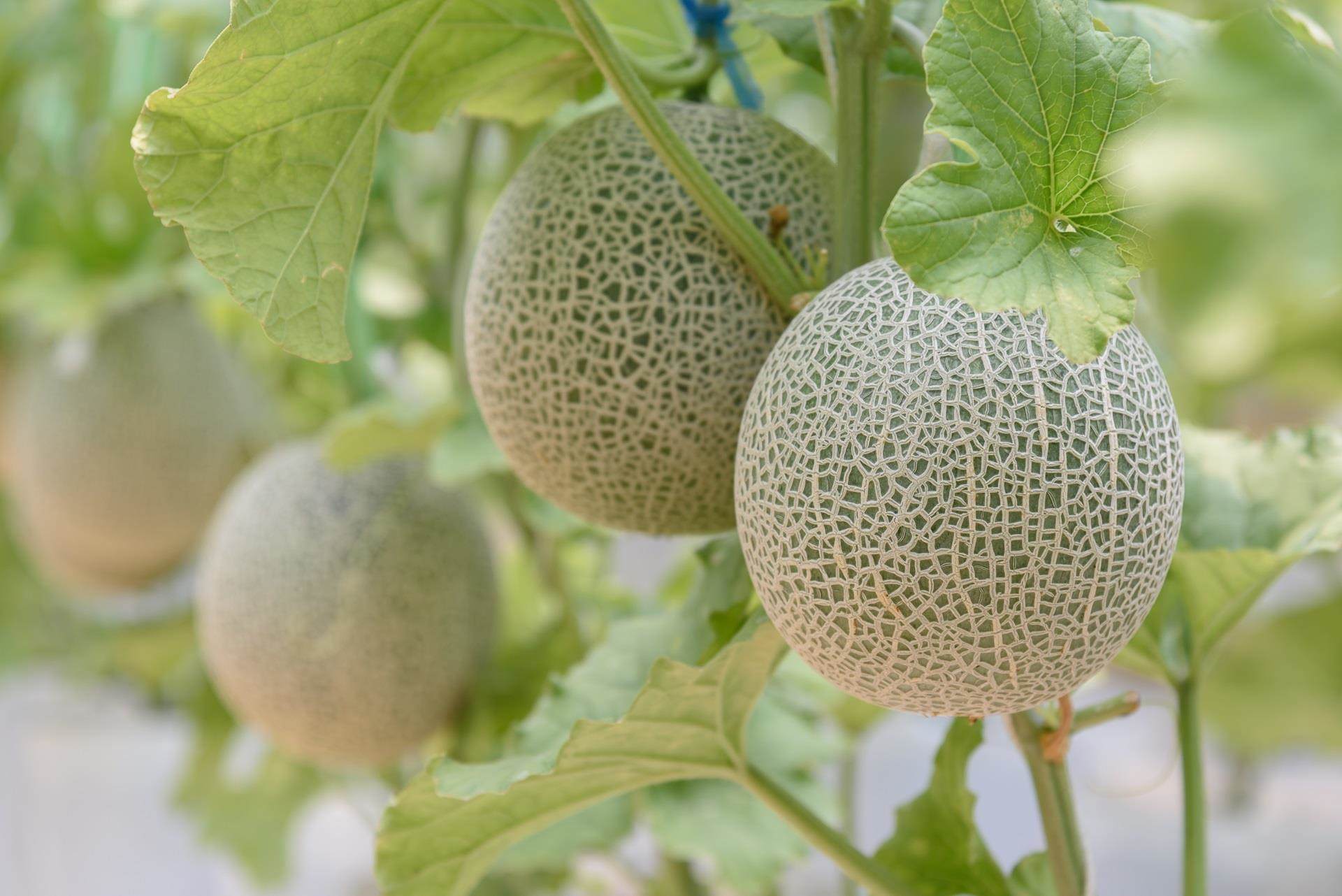 Melons